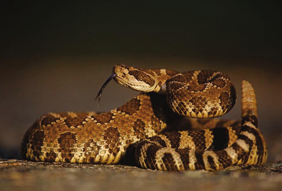 There are many different types of snakes, such as rattlesnakes, cobras, and pythons.