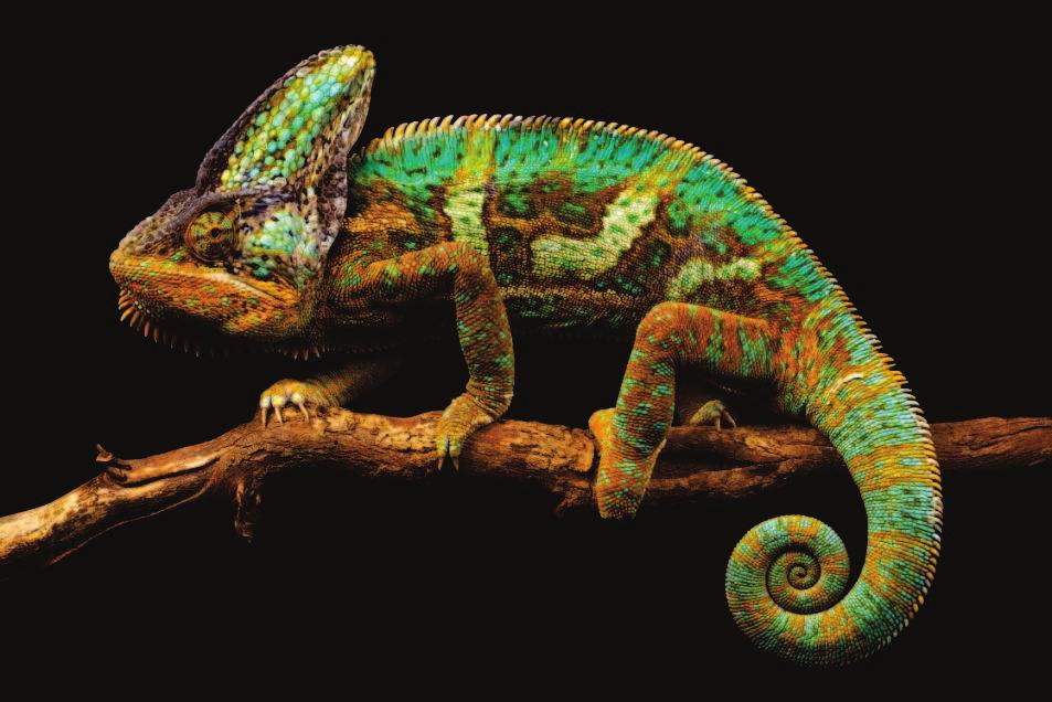 This helps camouflage it from predators. They eat plants and insects. Chameleons are found in different areas of the world.