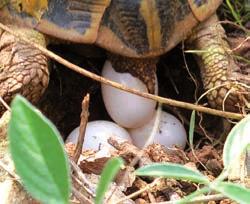 reasonable manner. In Winter, all the tortoises hibernate under cover until the following Spring. Recently-born tortoises stay close to their place of birth.