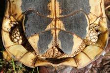 shell: 20 cm for females in the Var, 25 cm in