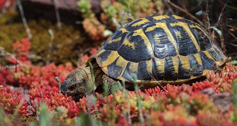 Biology Like all reptiles, tortoises need the energy of the sun to heat up their bodies and start up their daily activity. But temperatures must be neither to low nor too high.
