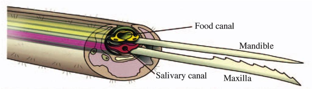 of the mosquito is distinct from the food canal [17] and is controlled by a valve [22]; this valve results in a temporal separation of the saliva inoculation associated with bloodseeking behavior