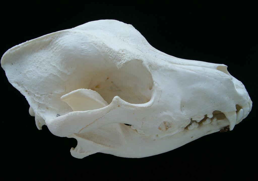 Osteological investigations upon the external surface of temporal fossa in dogs from various.