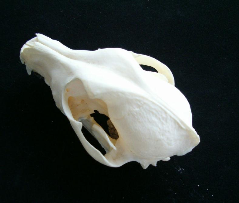 Osteological investigations upon the external surface of temporal fossa in dogs from various... Fig. 6. Dachshund skull.