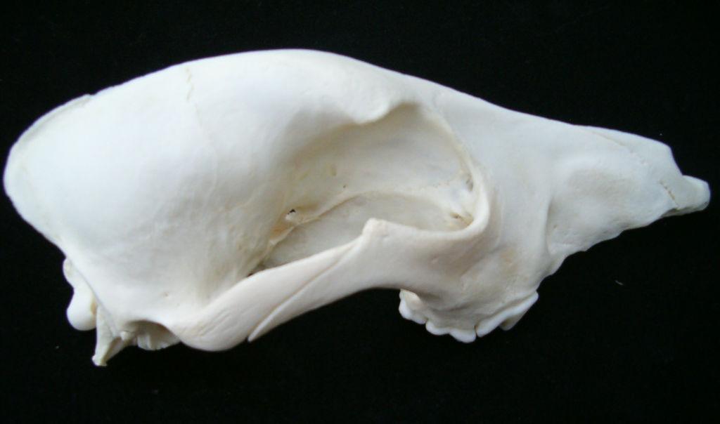The cranial parts of the external sagittal crest and the temporal crest were low (Fig. 8).