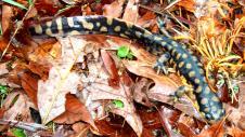 Tiger Salamander (Ambystoma