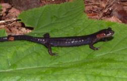 Jordan s Salamander (Plethodon