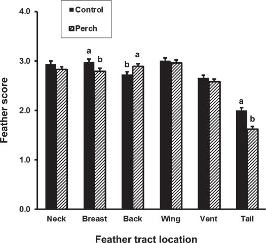 Figure 4. The effect of perch availability in laying cages on the feather scores of the neck, breast, back, wing, vent, and tail of White Leghorns at 71 wk of age.