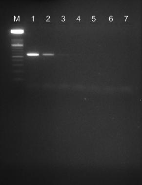 IMPROVEMENT OF LIVE ANTICOCCIDIAL VACCINES Figure 2. Agarose gel electrophoresis of PCR products of the ITS-1 gene from different E.