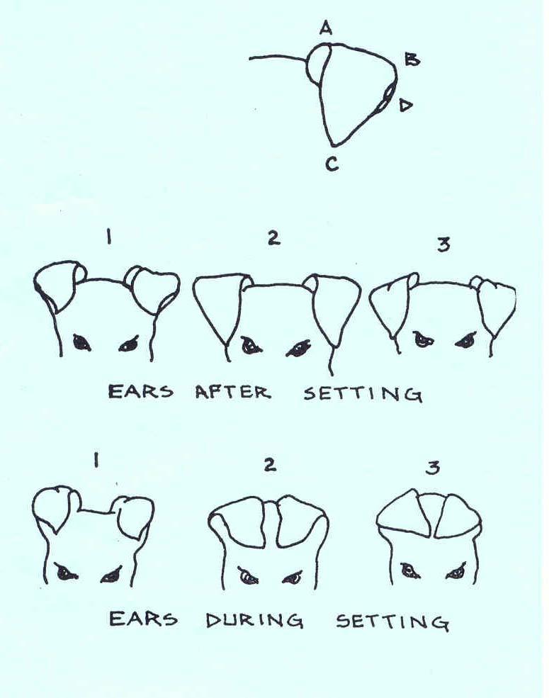 Troubleshooting Figure 1 illustrates ears set too high. Figure 2 shows ears well set.