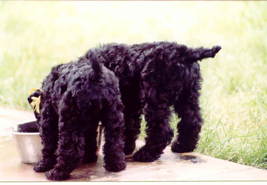 The Kerry Blue Terrier, by Edith