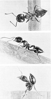 California Acrobat Ant Pharaoh ants at suger Mites Infesting Stored Foods