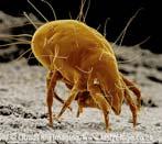 These mites often prefer a moist, damp location.