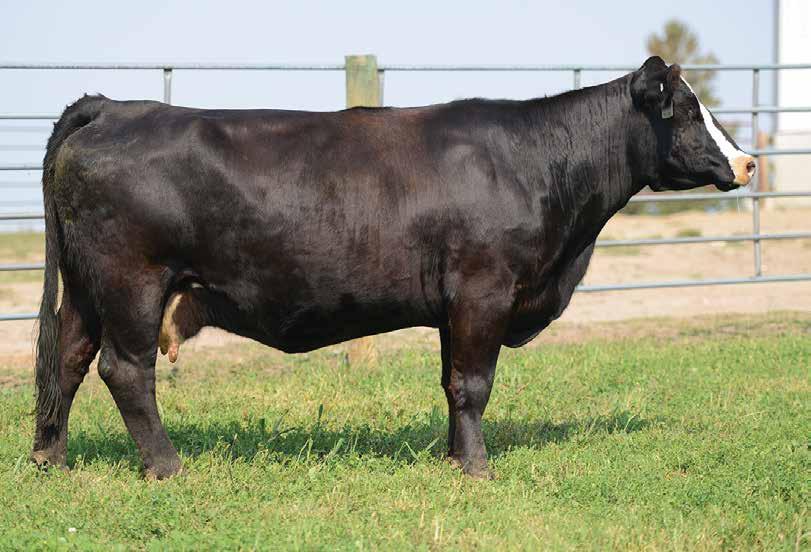 10 NFF Miss SnowbalY062 - reference dam The Snowball cow family is one we are particularly proud of at NFF.