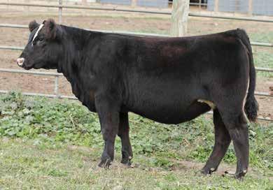Her daughters have set themselves apart from the rest of the herd thanks to an ideal foot, perfect udders, and a balanced, symmetrical design that makes them some of the most asked-about cows on the