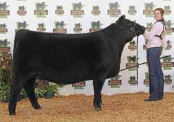 54 85 These two WLE Big Deal sired halfbloods are out of a phenomenal SCC First-n-Goal daughter who was a