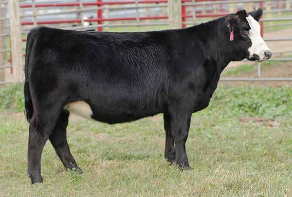 6 138 Here is another halfblood by WLE Big Deal that exhibits the same soft pastern and long, elegant stride as her half sisters, in a slightly more