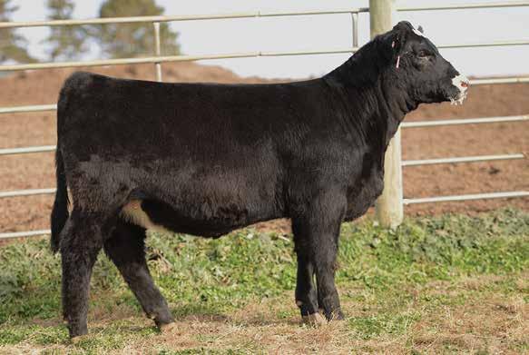 Look for her to mature into a female with a lot of breeding utility. 273/4 SM 3/9/17-3311966 E277 NFF T/R Beatrice E277 MR NLC Upgrade U8676 MR TR Hammer 308A ET MR HOC Broker dam.