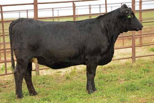 59 101 Bred AI to WLE Big Deal A617 ASA# 2743620, on 4/10/17 Ultrasound Info Heifer calf due 1/14/18 NFF Pride D163 351/2 SM 2/20/16 3129469 D122 NFF Countess D122 SVF/NJC Built Right N48 Ruby NFF
