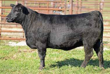 Bred AI to LRS Elevate 213B ASA# 2842534, on 4/13/17 Ultrasound Info Bull calf due 1/17/18 42 NFF Firefly D046 3/4 SM 1/27/16 3129522 D046 CNS Dream On L186 Kappes Trailbazer S516 Kappes Sadie