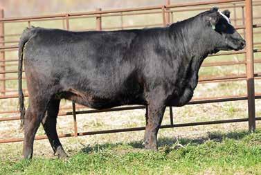 54 NFF Pride D178 1/2 SM 3/14/16 3129482 D178 Sand Ranch Hand GNB Popeye 16A HL Sultry Y16 dam.