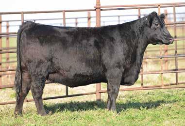 These Big Sky daughters excel in all the traits that make the Angus breed so valuable to the industry.