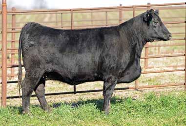 Bred AI to Eathington Sub-Zero AAA# 17379591 on 4/17/17 Ultrasound Info Bull calf due 1/21/18 Two years ago we partnered with T/R Cattle Co on a potload of high quality Angus bred heifers from the