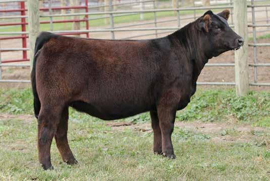 W/C Relentless 32C - reference sire NFF Wicked E108 3 Mack AF W273 - reference sire NFF Wicked E202 2 NFF Wicked E108 Purebred 2/2/17 3268642 E108 Yardley Utah Y361 W/C