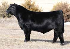 54 110 A standout since birth, E108 has always been on the list of our top purebred Simmental show prospects.