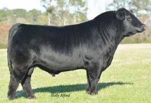In addition to that his daughters have been consistently taking home banners at shows across the country and E143 will be ready to do exactly that for her new owner.