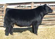 It s because of daughters like E169 that WLE Big Deal has become one of the breed s elite female makers and will remain one of our heaviest used sires.
