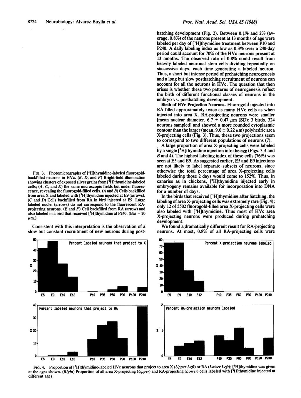 8724 Neurobiology: Alvarez-Buylla et al. B.c..*.4 D44 4 4 Photomicrographs of [3Hlthymidin'e-labeled fluorogold- FG. 3. backfilled neurons in HVc.