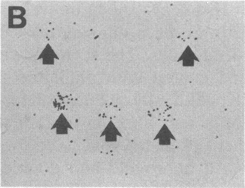 (Bar = 2 /AM.) Consistent with this interpretation is the observation of a slow but constant recruitment of new neurons during post- 4 Proc. Natl. Acad. Sci. USA 85 (1988) hatching development (Fig.