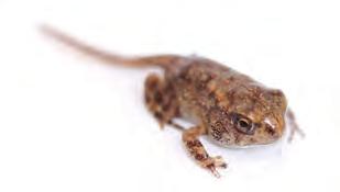 Amphibians also rely on other characteristics of their environment for survival. Amphibians are found near aquatic habitats or habitats that are close to a source of water.