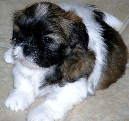 Congratulations if you chose to bring a sweet, loving and charming Shih Tzu puppy into your life, home and family.