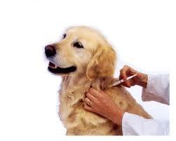 Kennel Cough Kennel Cough is a highly contagious disease caused by a number of viruses and bacteria.