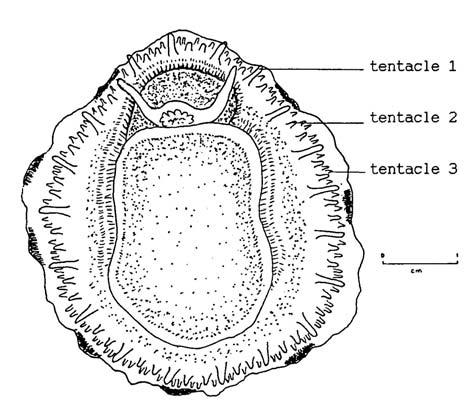 IDENTIFICATION OF THE PATELLID LIMPETS OF THE MALTESE ISLANDS 1a.