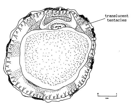 External surface of shell with or without radial bands but without rows of dark spots.