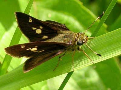 Page 3 of 5 Skippers Grass-Skippers Female,