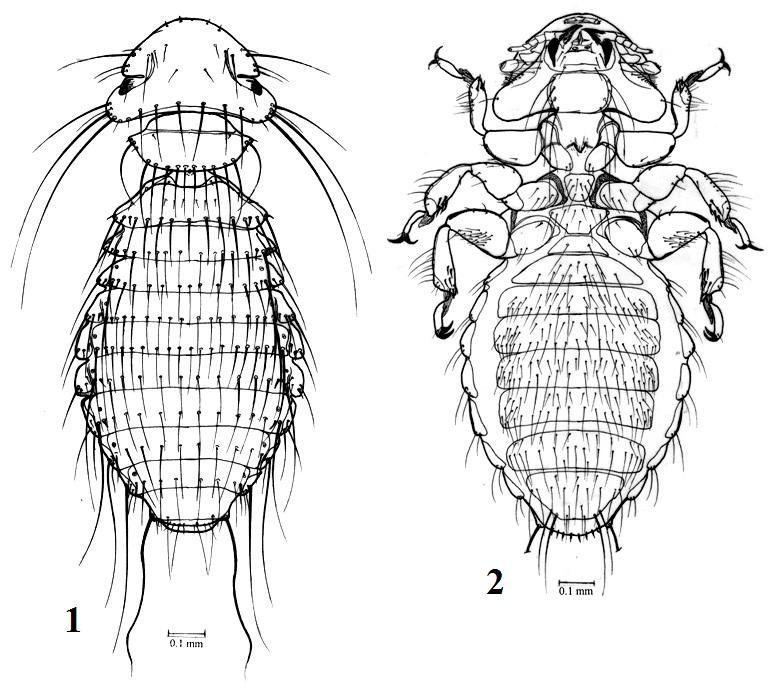 Menacanthus longiscleritus sp.n.. 1: dorsal habitus of male; 2: ventral habitus of male; Male Terminalia: Tergite IX larger than X; laterally expanded; tergite IX bears one pair of tergal marginal