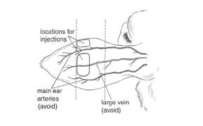 For subcutaneous injection in the posterior aspect of the ear where it attaches to the head (base of the ear) in lactating dairy cattle.