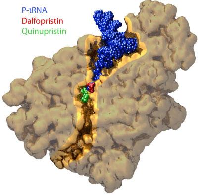 Quinupristin/Dalfopristin action and resistance S A blocks peptide bound formation