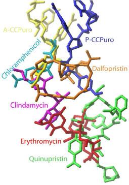 Quinupristin/Dalfopristin action and resistance Resistance to quinupristin ribosomal