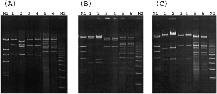 VOL. 49, 2005 NOTES 3537 FIG. 1. Restriction profiles of plasmids from CTX-M-producing transconjugants digested with ClaI (A), EcoRI (B), and SphI (C).