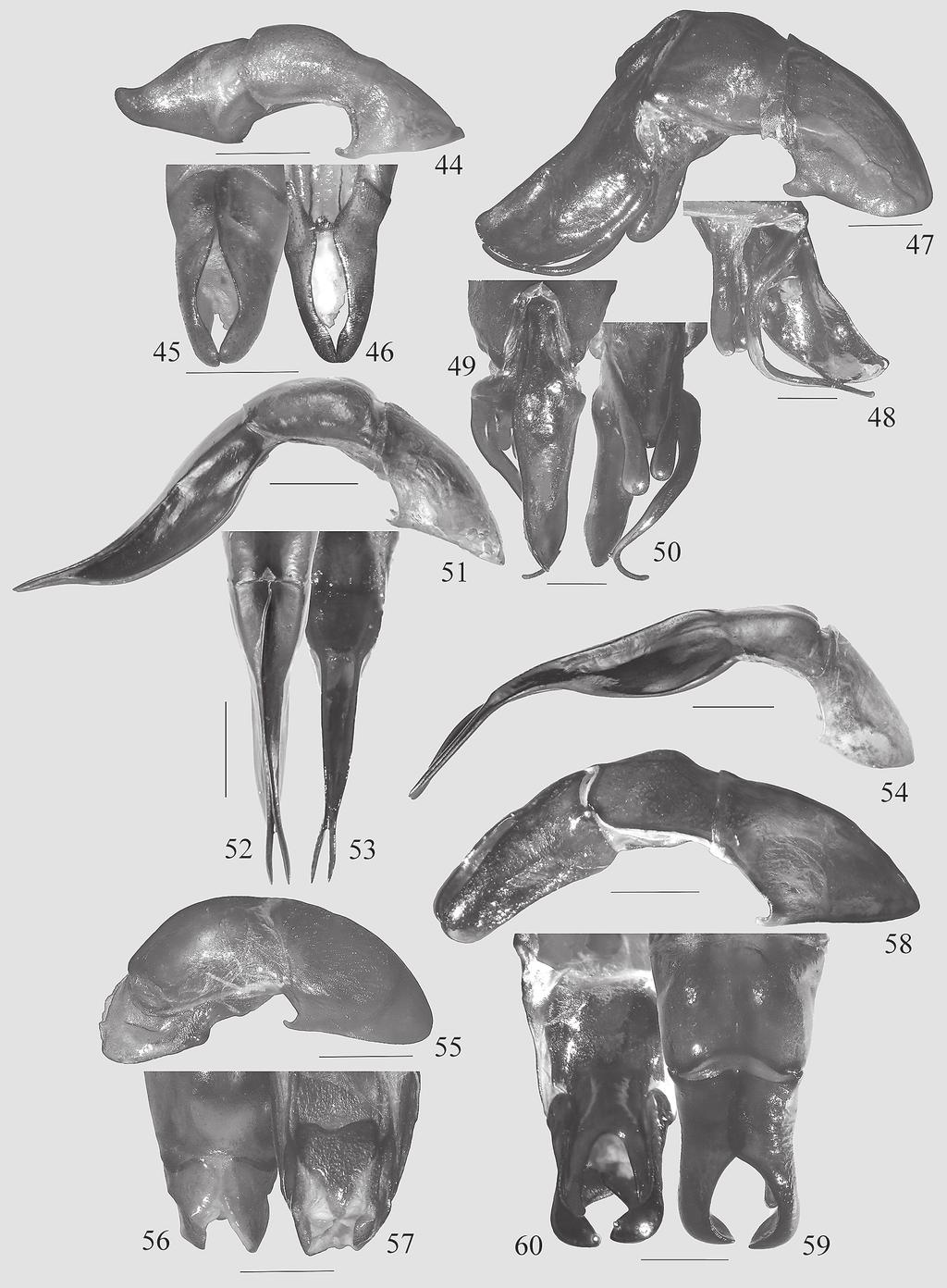 CONTRIBUTIONS TO ENTOMOLOGY : BEITRÄGE ZUR ENTOMOLOGIE 66 (2) 329 346 Figs 44 60: Mimela spp., aedeagi. 44 46: M. krasava spec. nov., holotype (44 lateral view. 45 parameres, dorsal view.