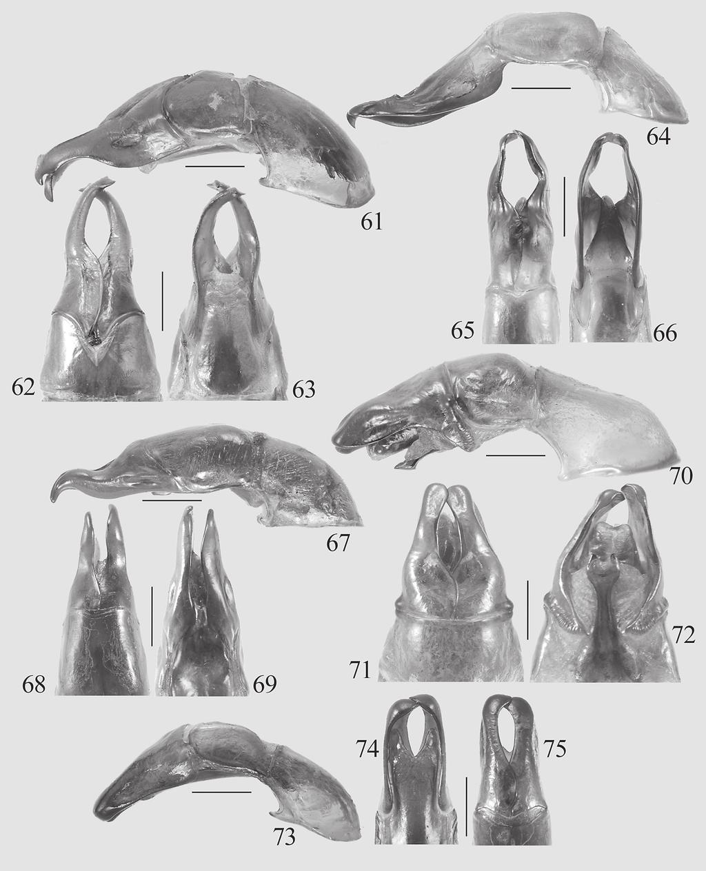 Prokofiev, A. M. & Zorn, C.: Review of the Mimela species of the Dalat Plateau in southern Vietnam Figs 61 75: Mimela spp., aedeagi. 61 63: M. plicatulla, China: Yunnan, Xishuanbanna (61 lateral view.