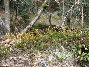moss by 