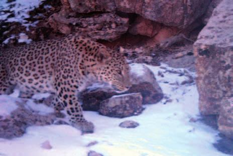 Besides the Persian leopard, six different species of mammals were photographed by the camera trap: wild cat Felis silvestris (SOM Photo 2), red fox Vulpes vulpes, golden jackal Canis aureus, Indian