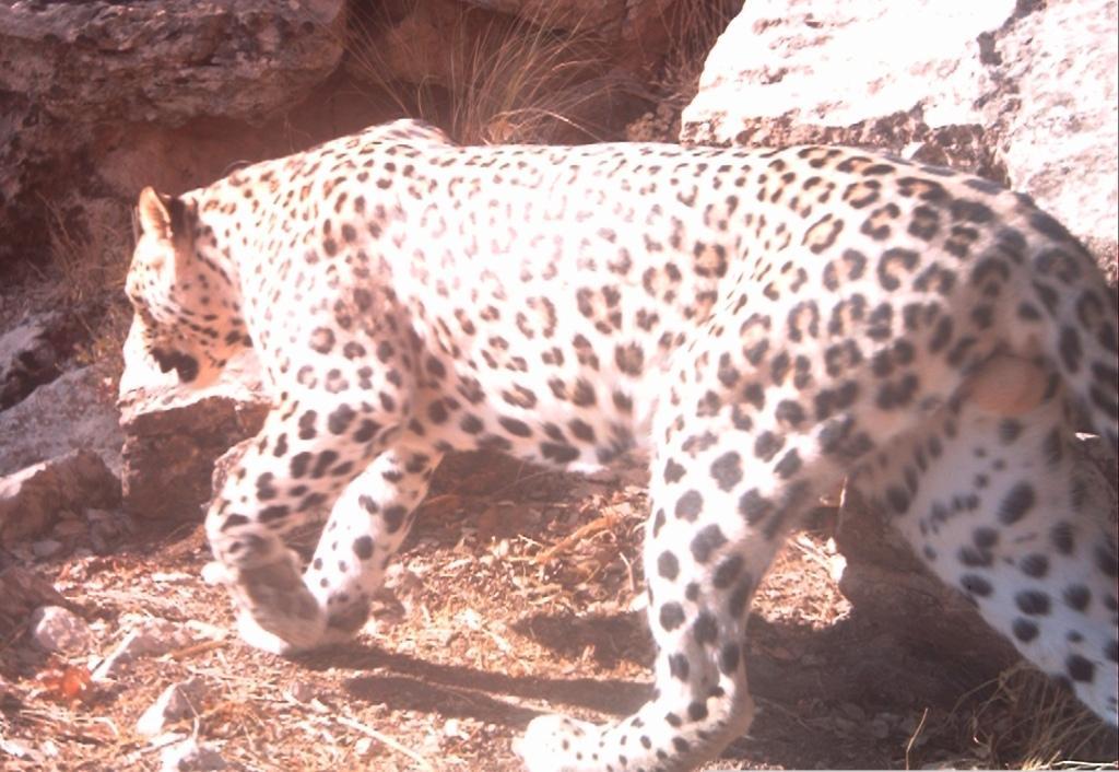 Raza et al. 2012. First photographic record of the Persian leopard in Kurdistan, northern Iraq.