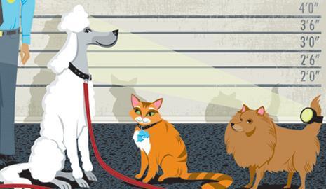 Odd Pet Laws We know our petcentric readers are not only devout animal lovers, but also lawabiding citizens.